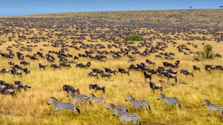 4 Days Zanzibar to Masai Mara flight safari