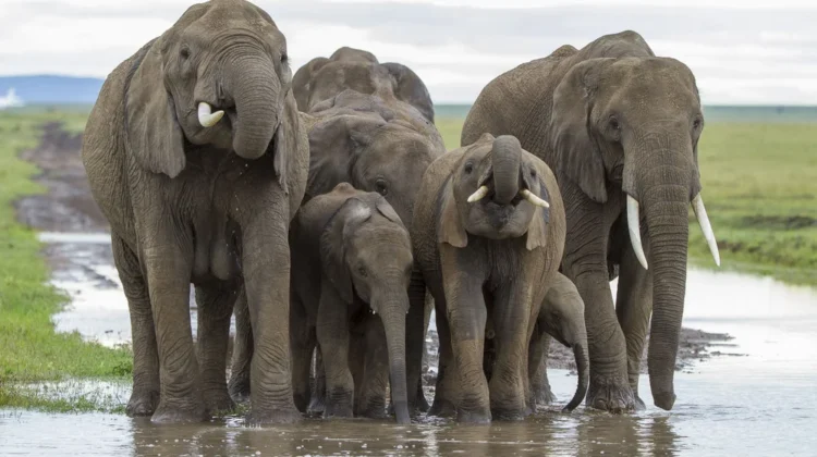 5 DAY SAFARI – AMBOSELI NATIONAL PARK, LAKE NAIVASHA & AREA ATTRACTIONS, MASAI MARA NATIONAL RESERVE