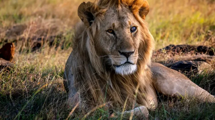 5 DAY SAFARI – OL PEJETA WILDLIFE SANCTUARY, LAKE NAIVASHA AREA ATTRACTIONS & MASAI MARA NATIONAL RESERVE