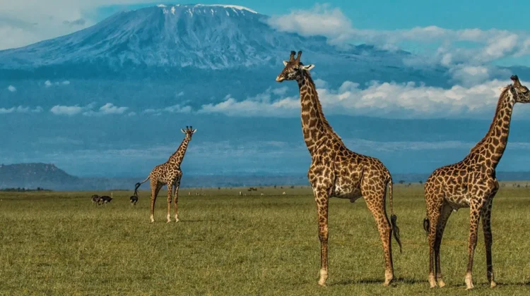 5 DAY SAFARI – SISTER TSAVO PARKS & AMBOSELI