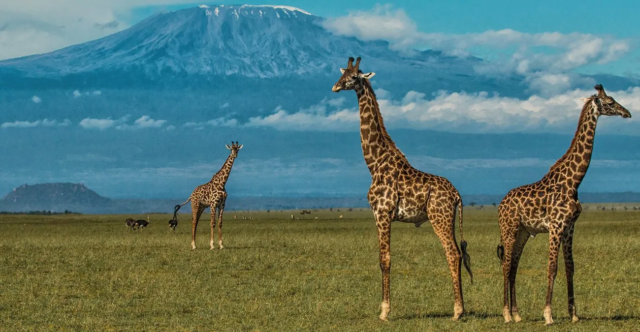 5 DAY SAFARI – SISTER TSAVO PARKS & AMBOSELI