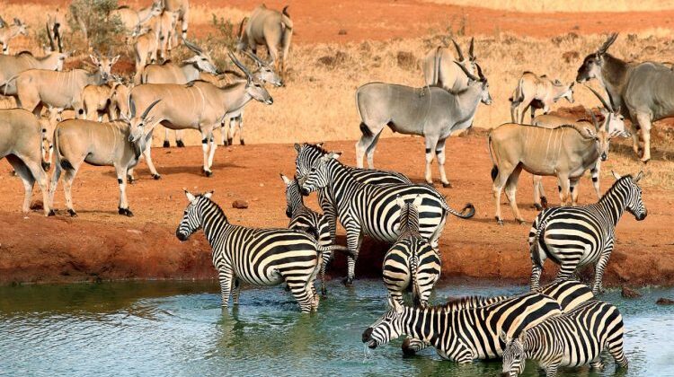 5 DAYS, 3 NATIONAL PARKS SAFARI – KENYA COAST TO NAIROBI TOUR