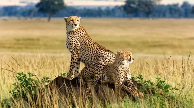5 Days, 3 National Parks, Nairobi to Kenya Beach Safari
