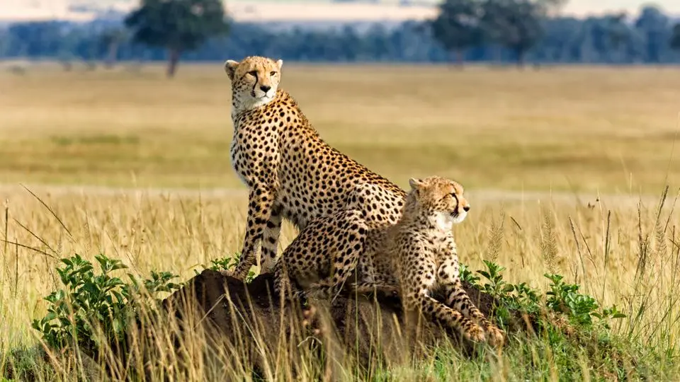 5 Days, 3 National Parks, Nairobi to Kenya Beach Safari