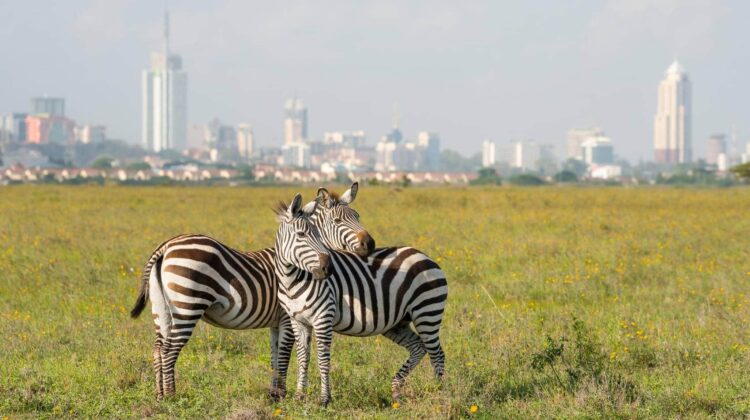 6 DAYS, 4 FAMOUS PARKS – BEACH TO BEACH SAFARI