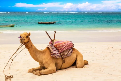 6 DAYS, 4 FAVORITE PARKS – BEACH TO BEACH SAFARI