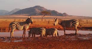 6 DAYS, 4 NATIONAL PARKS – KENYA BEACH TO NAIROBI SAFARI