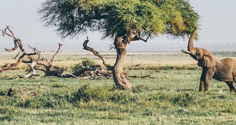 6-Day Kenya Safari Tours