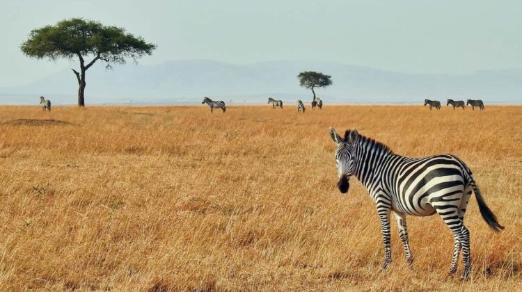 6 Days, 3 National Parks Nairobi to Kenya Beach Safari by 4×4 jeep