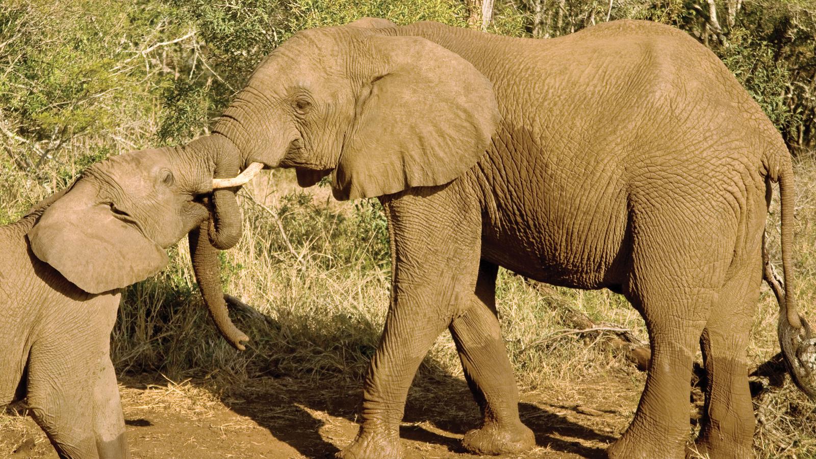 6 Days, 4 National Parks, Nairobi to Kenya Beach Safari by 4×4 land cruiser jeep