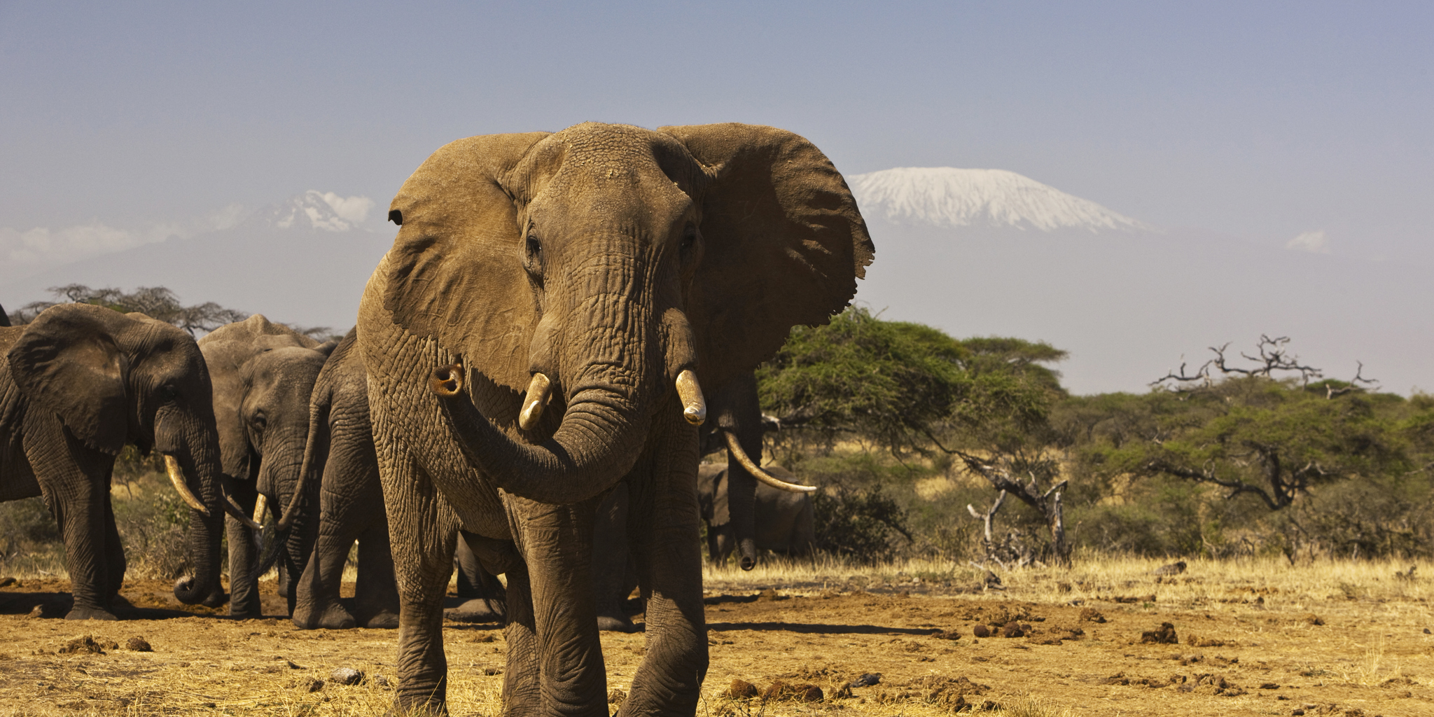6 Days Masai Mara & Amboseli Flight Safari from Nairobi