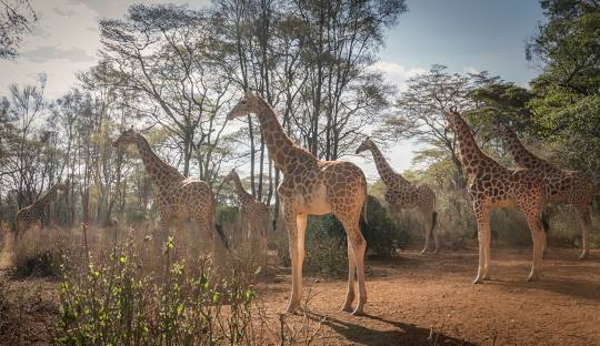 7-DAY FLY/DRIVE SAFARI – FROM DIANI BEACH TO 6 NATIONAL PARKS