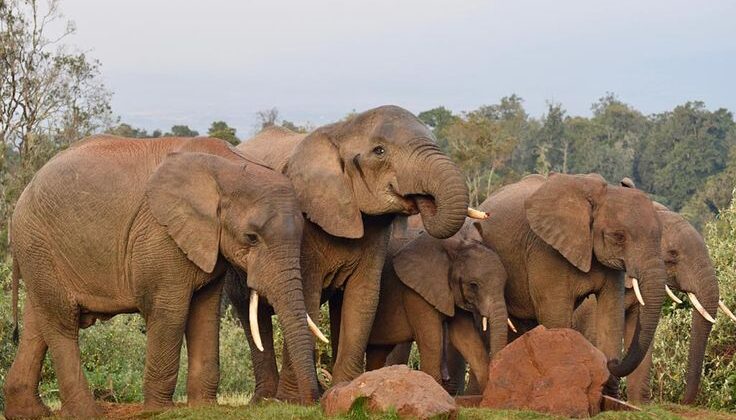 8 DAY EXPLORER SAFARI – SAMBURU NATIONAL RESERVE, LAKES NAKURU & NAIVASHA, AND MASAI MARA NATIONAL RESERVE