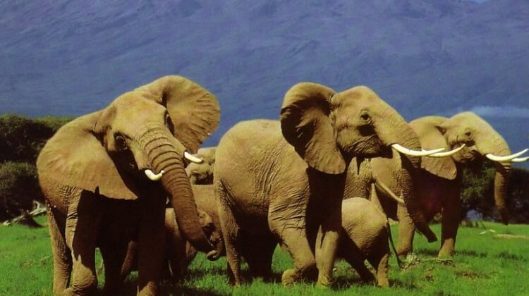8-Day Kenya Safari Tour: 5 National Parks Await You