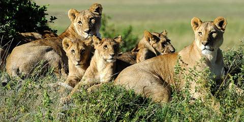 9 DAYS, 7 PARKS – KENYA BEACH TO NAIROBI SAFARI