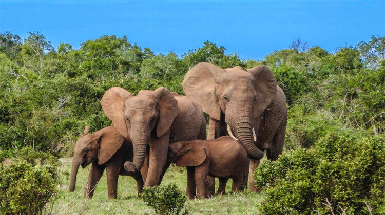 9 DAYS, 8 PARKS – CLASSIC SAFARI TSAVO EAST, TSAVO WEST, AMBOSELI NATIONAL PARK, LAKE NAIVASHA & AREA ATTRACTIONS, LAKE NAKURU NATIONAL PARK & MASAI MARA NATIONAL GAME RESERVE