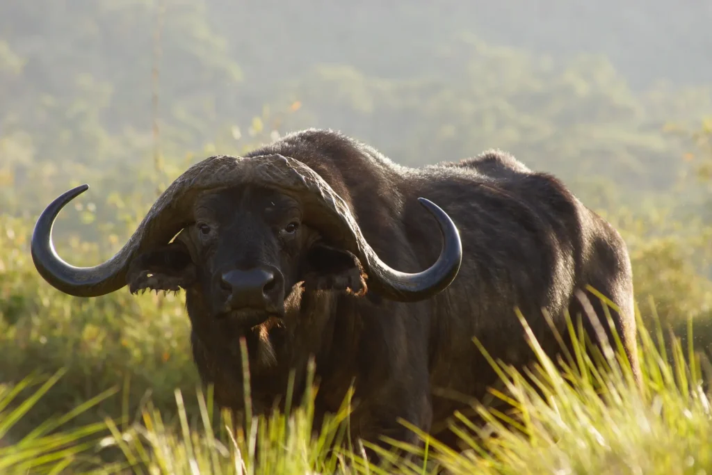 9 Days, 8 Nights: Samburu Game Reserve