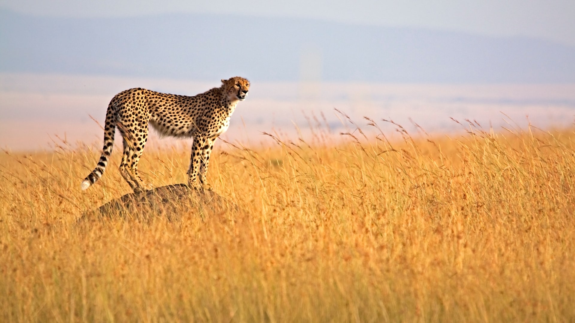 9 Days Combined Kenya & Tanzania Absolute safari
