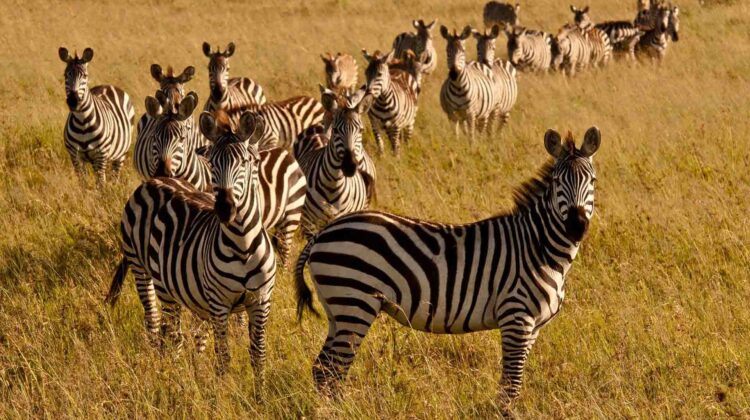 A Day Trip to Shimba Hills National Reserve