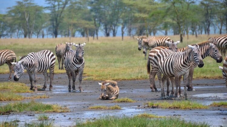 A FULL WEEK OF SAFARI EXCITEMENT BY 4X4 JEEP