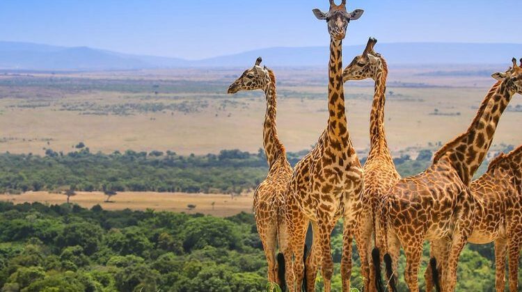 A FULL WEEK TO EXPLORE KENYA & TANZANIA BY 4X4 LAND CRUISER JEEP Amboseli, Lake Manyara, Serengeti, Ngorongoro safari in 7 Days