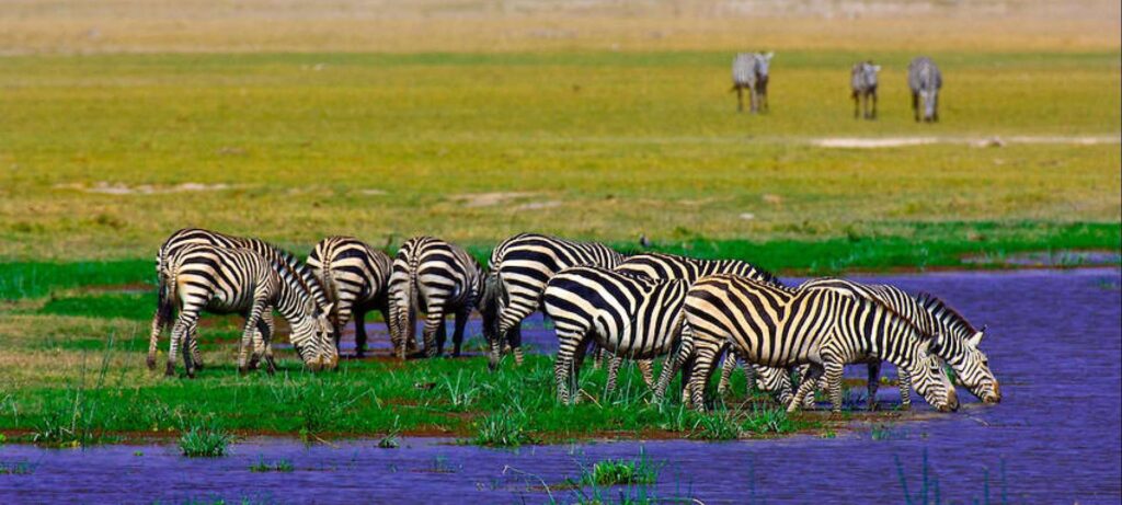 AWESOME VIEWS AND WILDLIFE