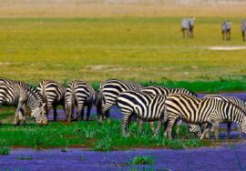 AWESOME VIEWS AND WILDLIFE
