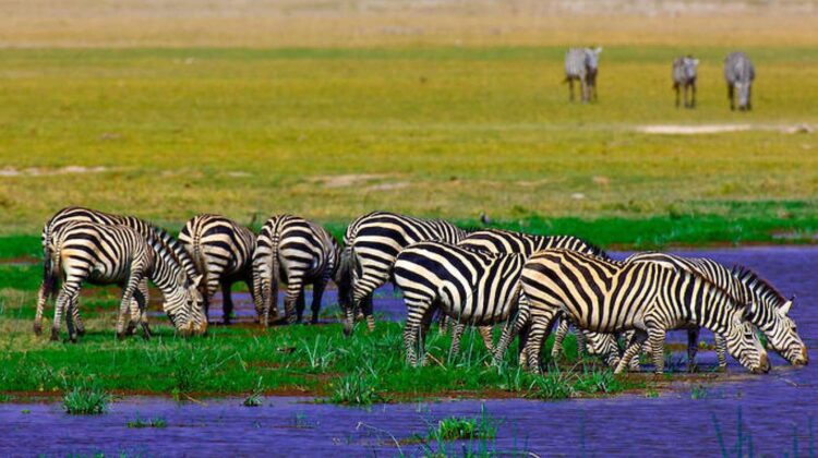 AWESOME VIEWS AND WILDLIFE