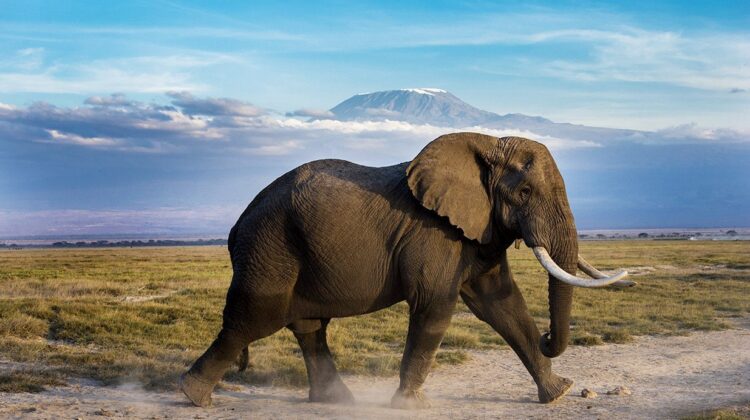 Amboseli Day Trip