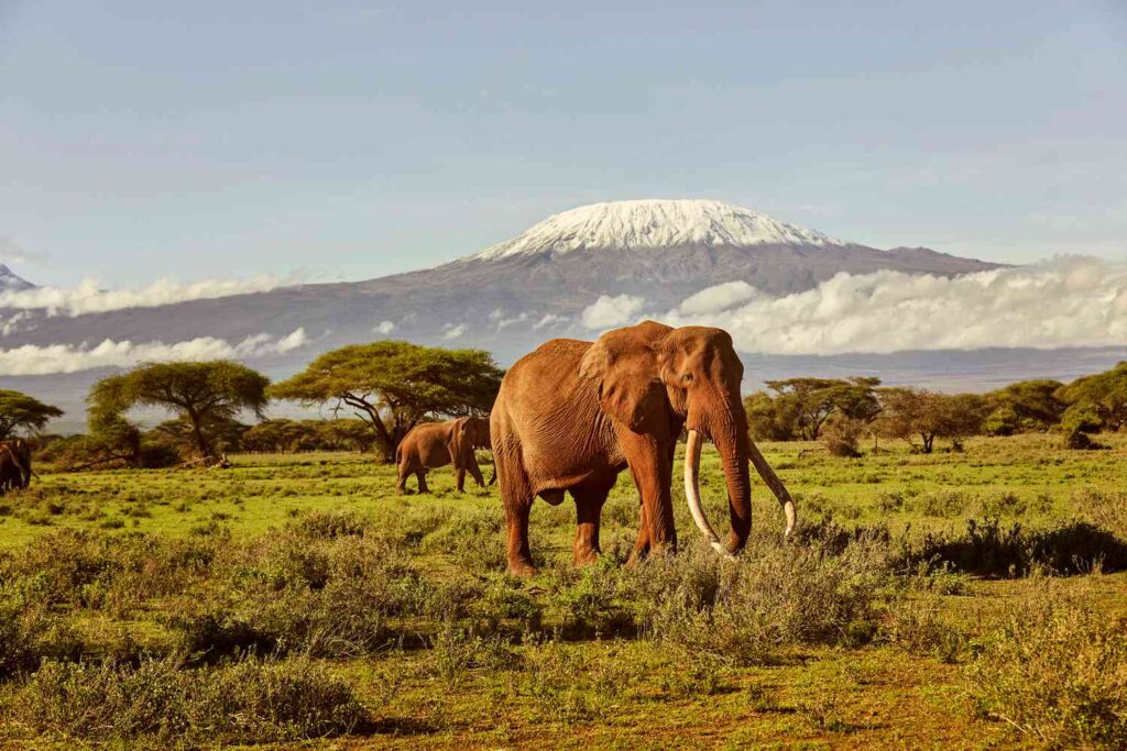 Amboseli National Park – Kenya