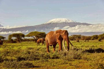 Amboseli National Park – Kenya