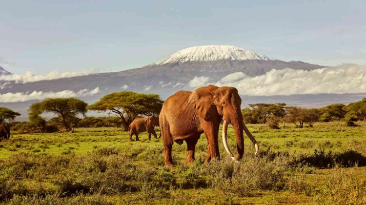 Amboseli National Park – Kenya