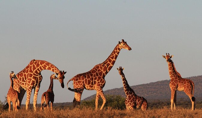 EXPERIENCE KENYA’S RICH VARIETY OF PARKS AND A TOTAL WILDLIFE SAFARI ENCOUNTER
