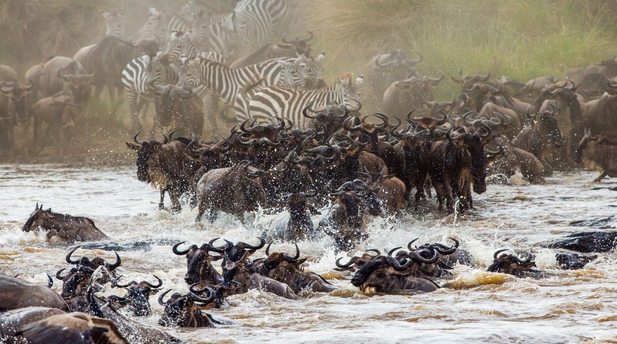 FROM BEACH TO WILDEBEEST – 3-DAY MOMBASA -MASAI MARA AIR SAFARI