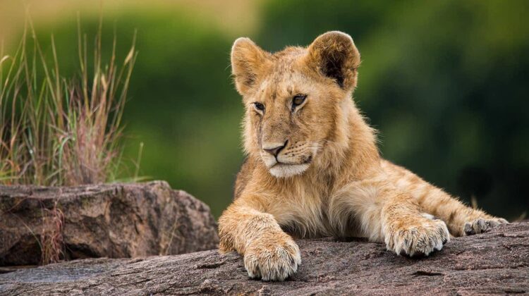 For 12 days – the best of Kenya & Tanzania safari
