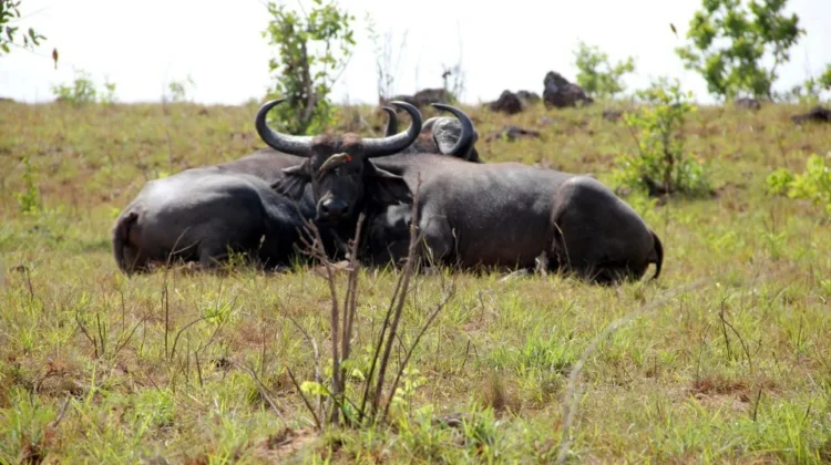 Half-Day Nairobi National Park private tour (5 Hours)