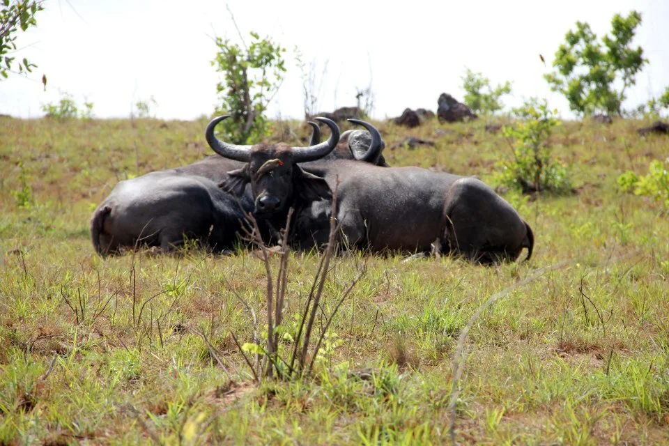 Half-Day Nairobi National Park private tour (5 Hours)