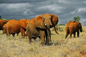 Lake Nakuru National Park