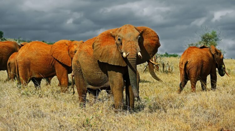 Lake Nakuru National Park