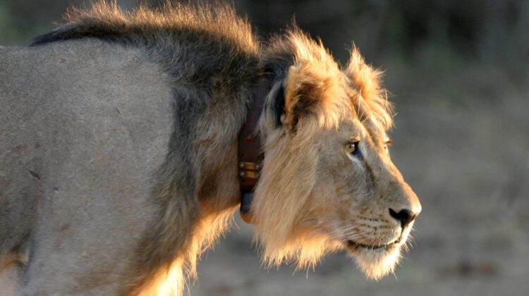 MASAI MARA IMMERSIVE 4-DAY FLIGHT SAFARI