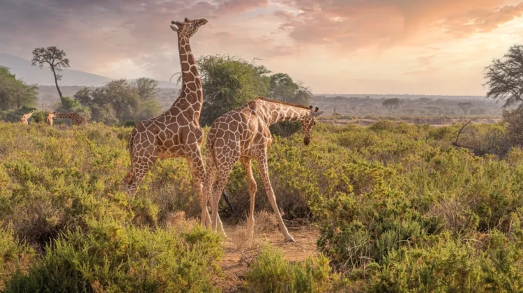 NAIROBI TO KENYA BEACH 3-DAY SAFARI – AMBOSELI & TSAVO EAST