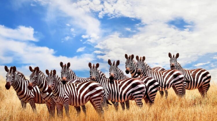 Nairobi Day Trips