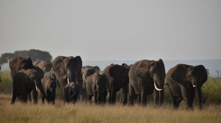 Nairobi day tour: Lake Naivasha, Crescent Island, Hell’s Gate