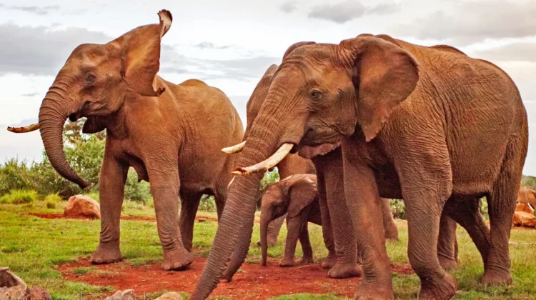 OUR MAGICAL KENYA EXPERIENCE