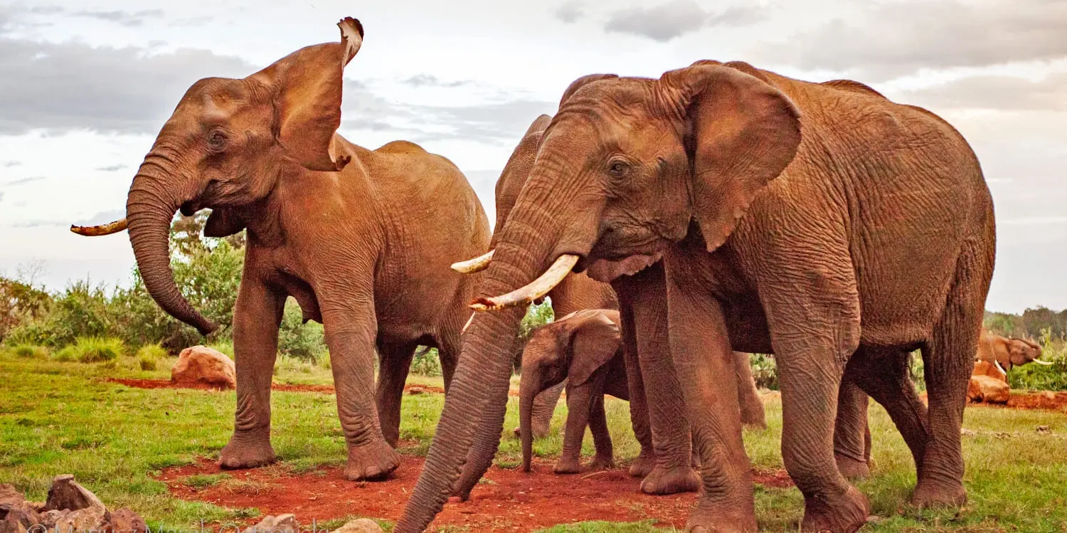 OUR MAGICAL KENYA EXPERIENCE