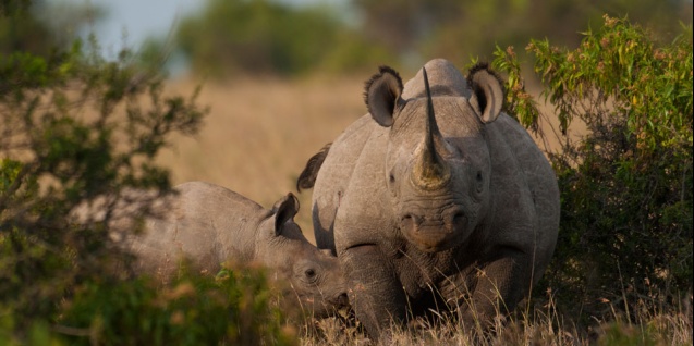 Ol Pejeta Wildlife Sanctuary Tour