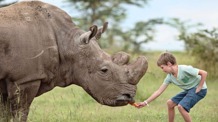 Our Ol Pejeta Conservancy Safari Group Tour