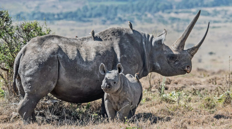 RHINOS, LIONS, HIPPOS & MORE