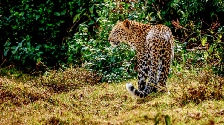 SOAK UP EXCITING KENYA IN A VERY FULL 7 DAYS BY 4×4 JEEP
