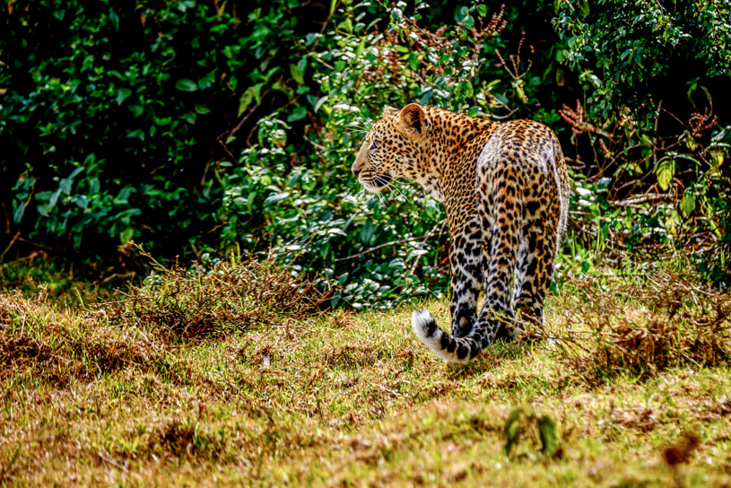 SOAK UP EXCITING KENYA IN A VERY FULL 7 DAYS BY 4×4 JEEP